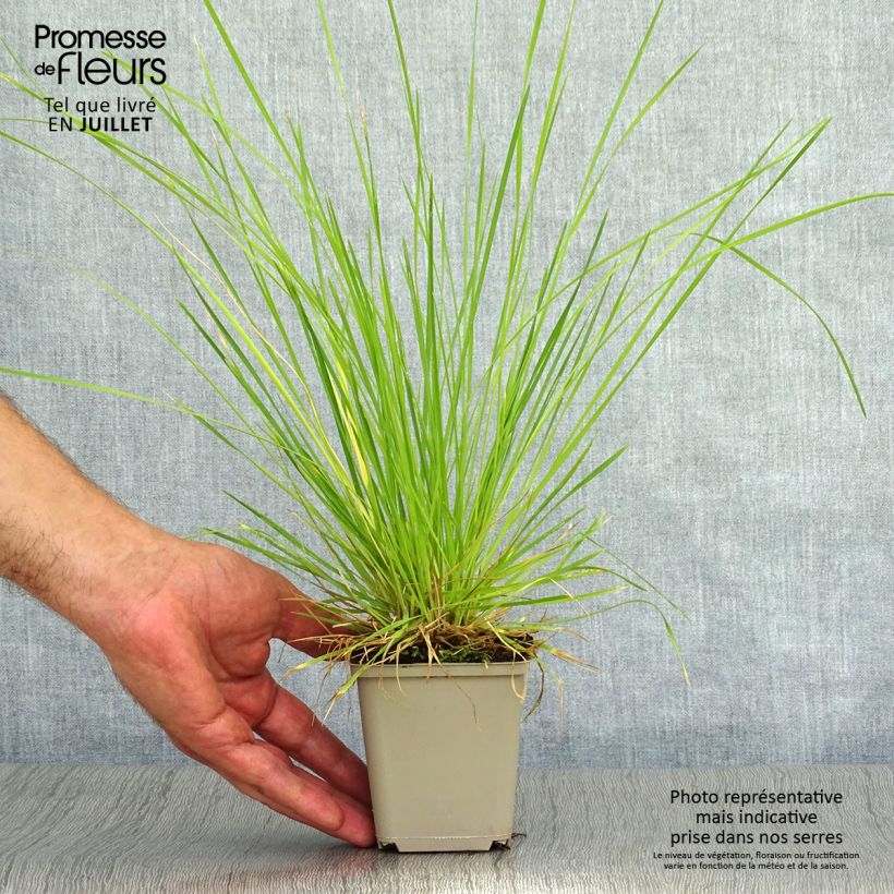 Spécimen de Deschampsia cespitosa Bronzeschleier - Canche cespiteuse Godet de 8/9 cm tel que livré en été