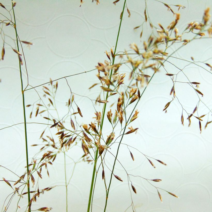 Deschampsia cespitosa - Canche cespiteuse (Floraison)