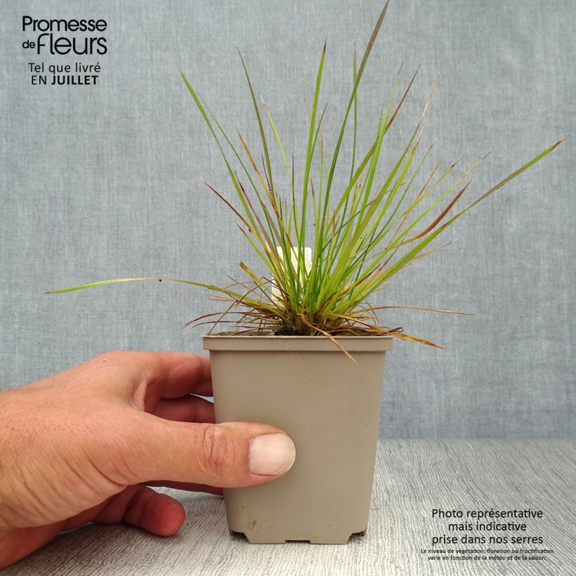 Spécimen de Deschampsia cespitosa - Canche cespiteuse Godet de 8/9 cm tel que livré en été