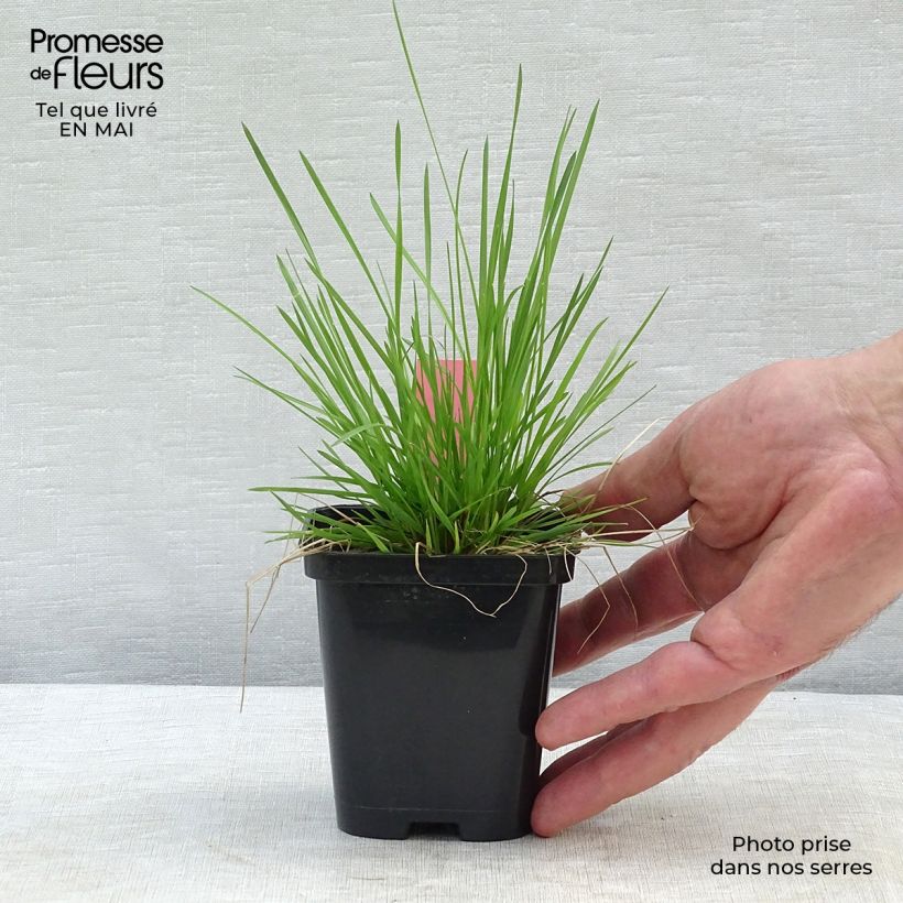 Spécimen de Deschampsia cespitosa - Canche cespiteuse en godet de 9 cm tel que livré au printemps