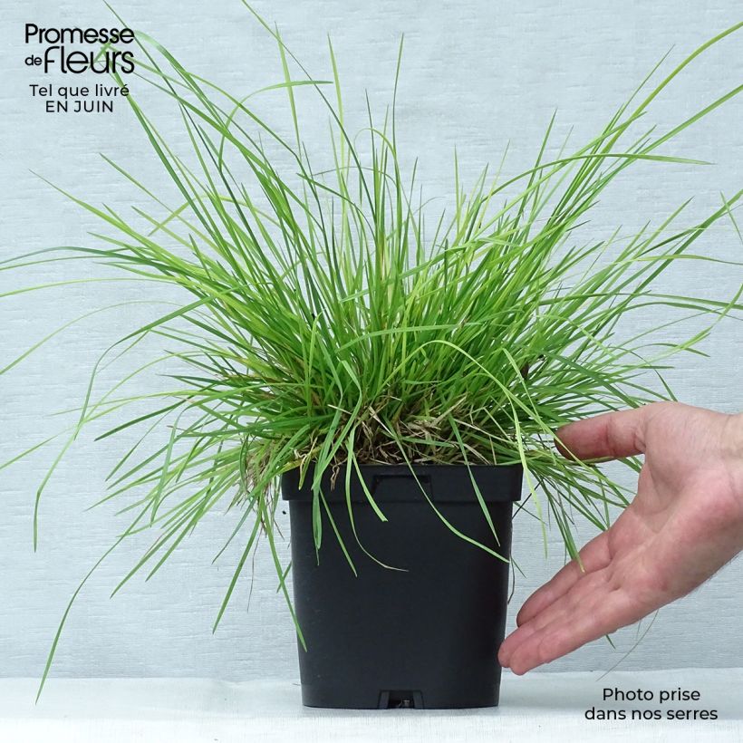 Spécimen de Deschampsia cespitosa - Canche cespiteuse Pot de 2L/3L tel que livré en été