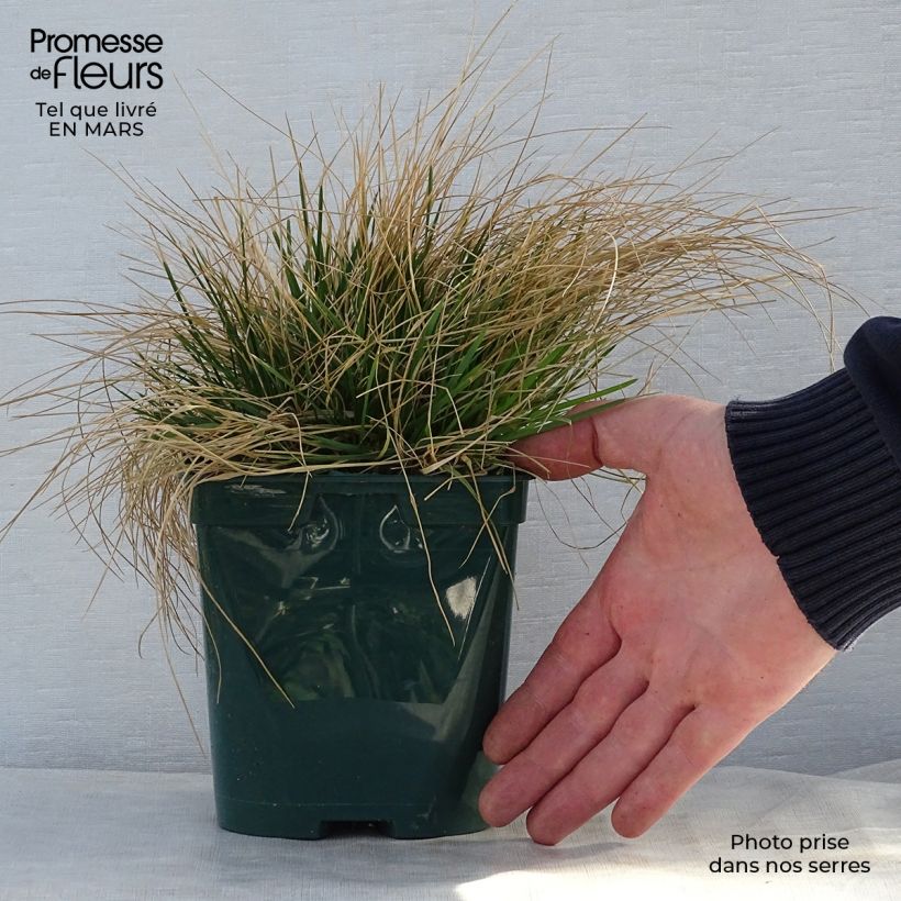 Spécimen de Deschampsia cespitosa - Canche cespiteuse en pot de 2/3L tel que livré au printemps