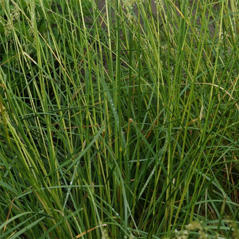 Deschampsia cespitosa Goldschleier - Canche cespiteuse (Feuillage)