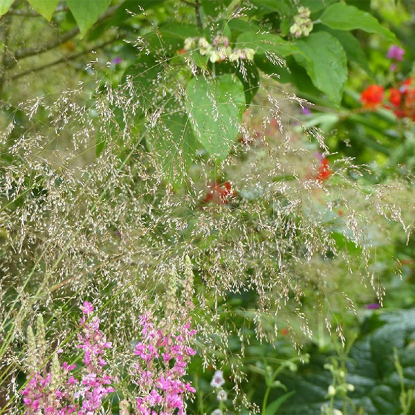 Deschampsia cespitosa Goldschleier - Canche cespiteuse (Floraison)