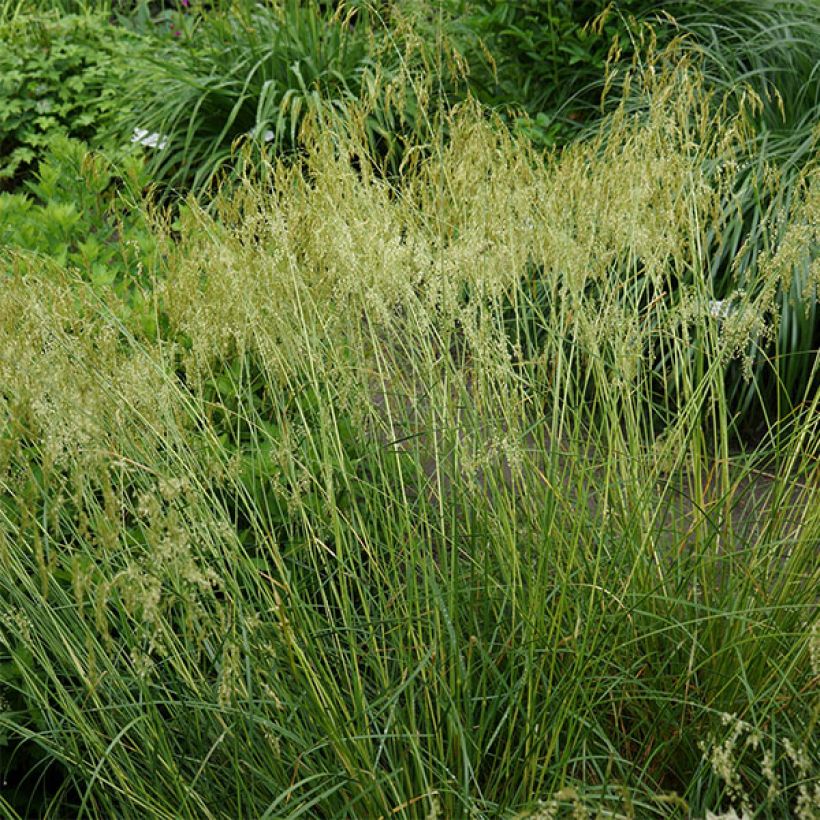 Deschampsia cespitosa Goldschleier - Canche cespiteuse (Port)