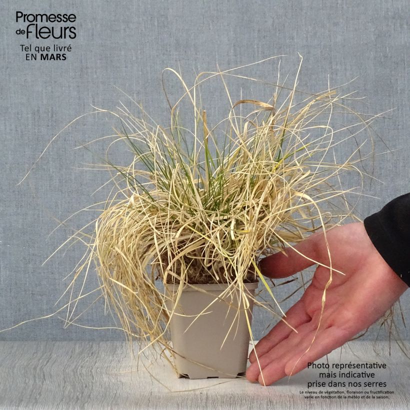 Spécimen de Deschampsia cespitosa Goldschleier - Canche cespiteuse en godet de 9 cm tel que livré au printemps