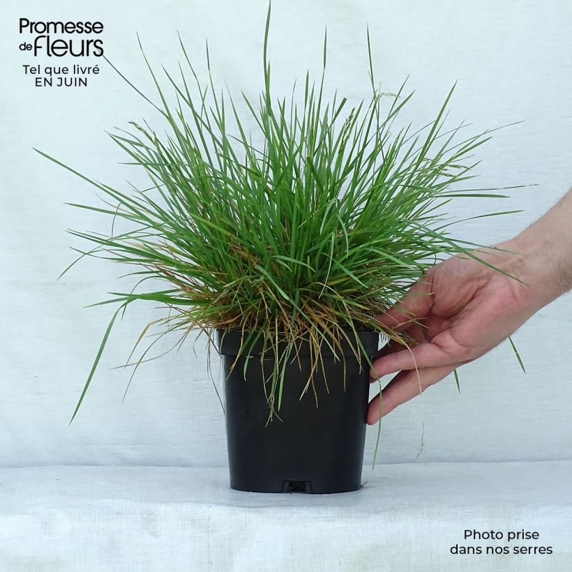 Spécimen de Deschampsia cespitosa Goldschleier - Canche cespiteuse Pot de 1,5L/2L tel que livré en été