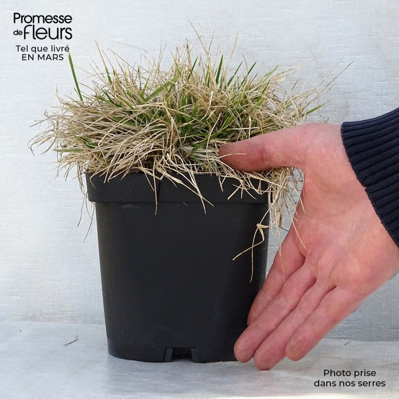 Spécimen de Deschampsia cespitosa Goldschleier - Canche cespiteuse en pot de 1.5L/2L tel que livré au printemps