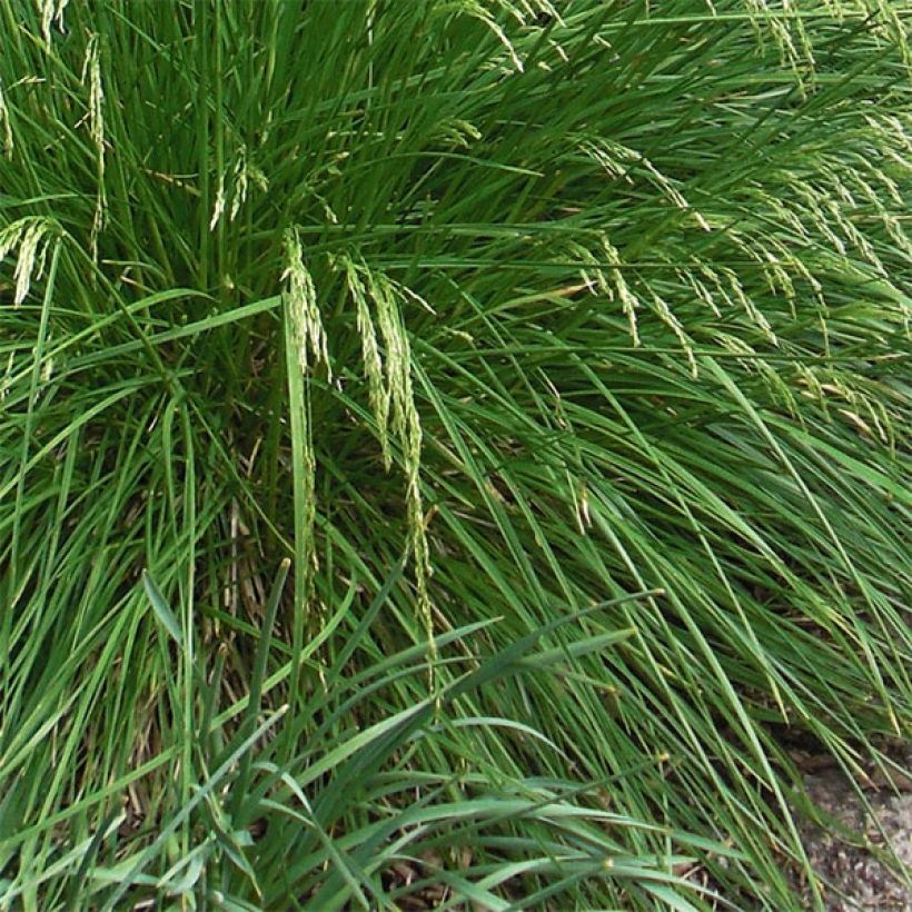 Deschampsia cespitosa Goldtau - Canche cespiteuse (Feuillage)