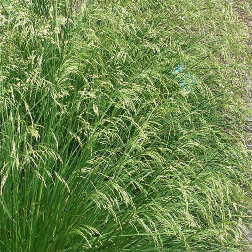 Deschampsia cespitosa Goldtau - Canche cespiteuse (Floraison)