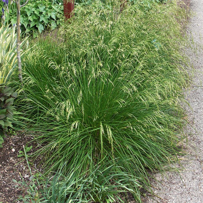 Deschampsia cespitosa Goldtau - Canche cespiteuse (Port)