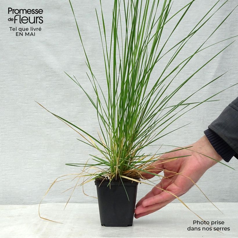 Spécimen de Deschampsia cespitosa Goldtau - Canche cespiteuse en godet de 9 cm tel que livré au printemps