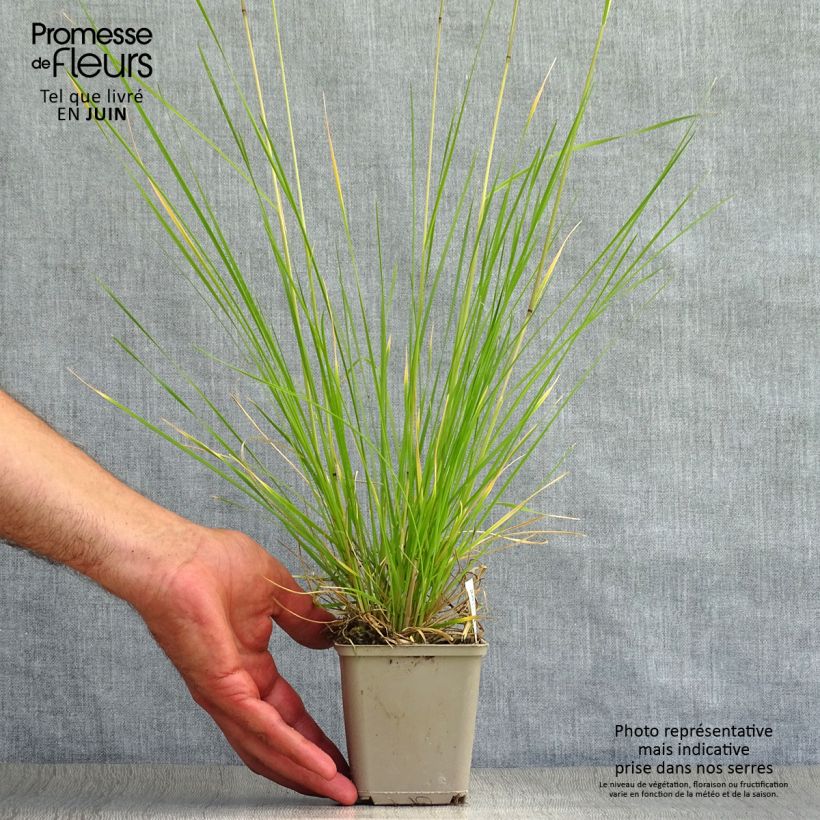 Spécimen de Deschampsia cespitosa Goldtau - Canche cespiteuse Godet de 8/9 cm tel que livré en été