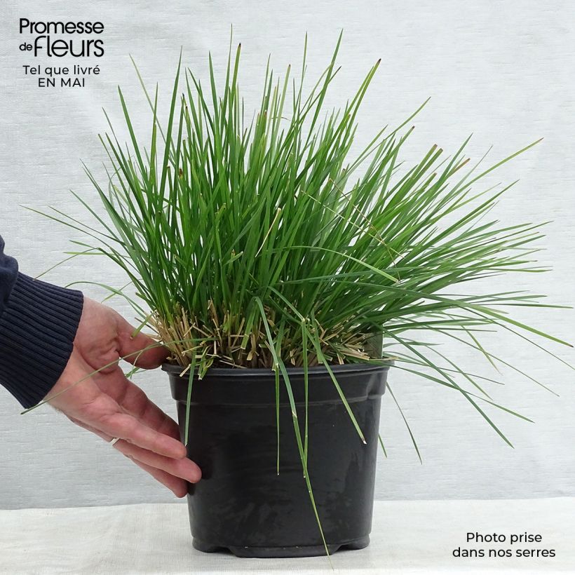 Spécimen de Deschampsia cespitosa Goldtau - Canche cespiteuse en pot de 2/3 litres tel que livré au printemps