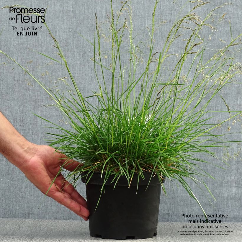 Spécimen de Deschampsia cespitosa Goldtau - Canche cespiteuse Pot de 2L/3L tel que livré en été
