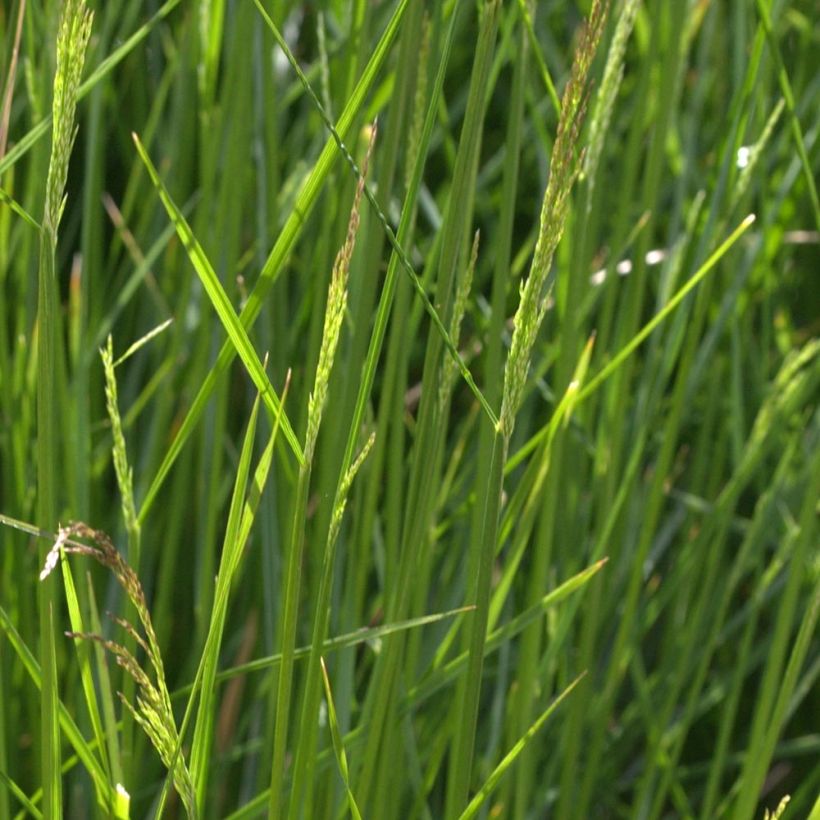 Canche cespiteuse Northern Lights - Deschampsia cespitosa  (Feuillage)