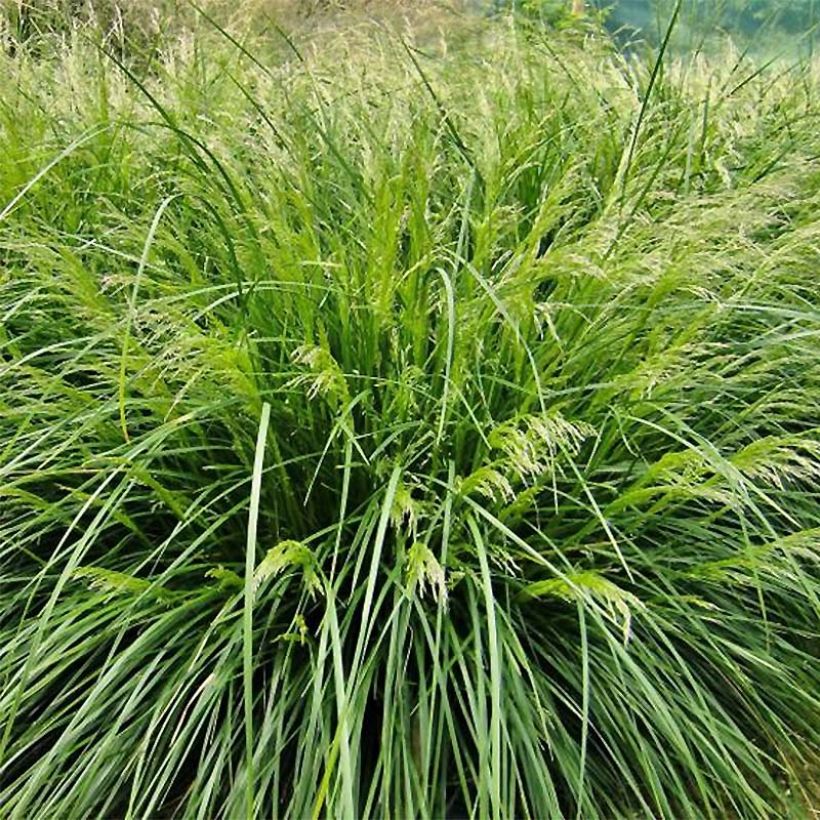 Deschampsia cespitosa Palava - Canche cespiteuse (Port)