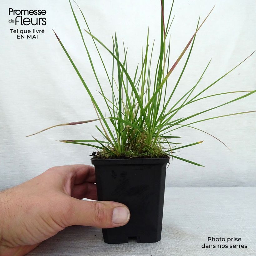 Spécimen de Deschampsia cespitosa Palava - Canche cespiteuse Godet de 9cm tel que livré au printemps