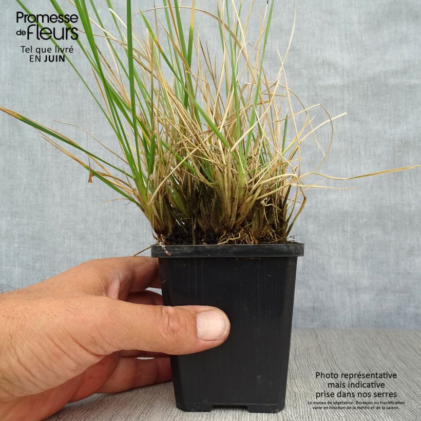 Spécimen de Deschampsia cespitosa Palava - Canche cespiteuse Godet de 8/9 cm tel que livré en été