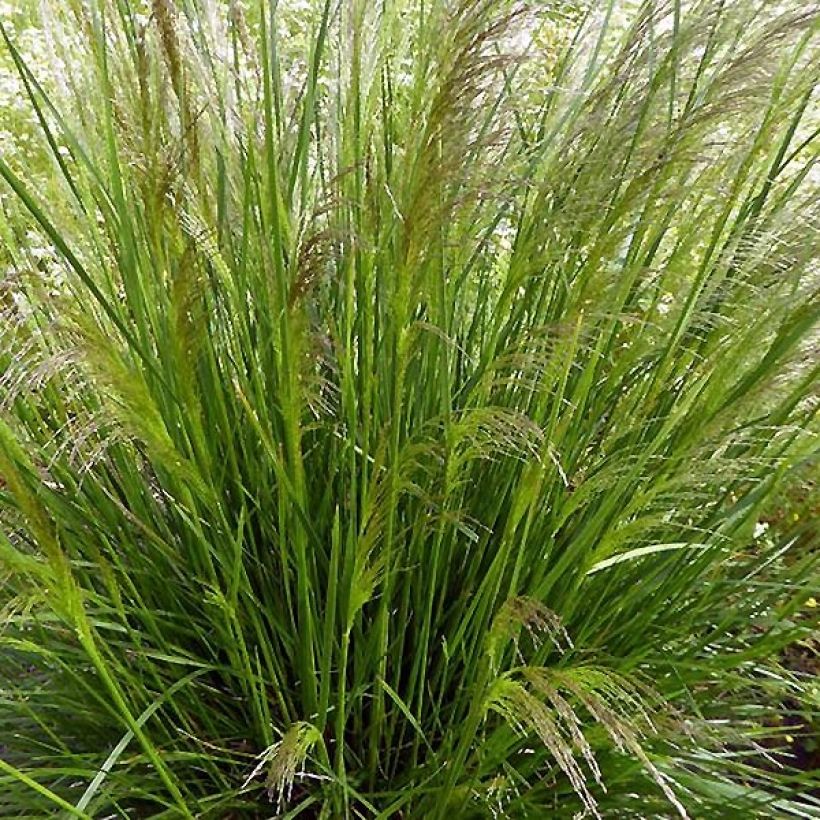 Deschampsia cespitosa Pixie Fountain - Canche cespiteuse (Port)