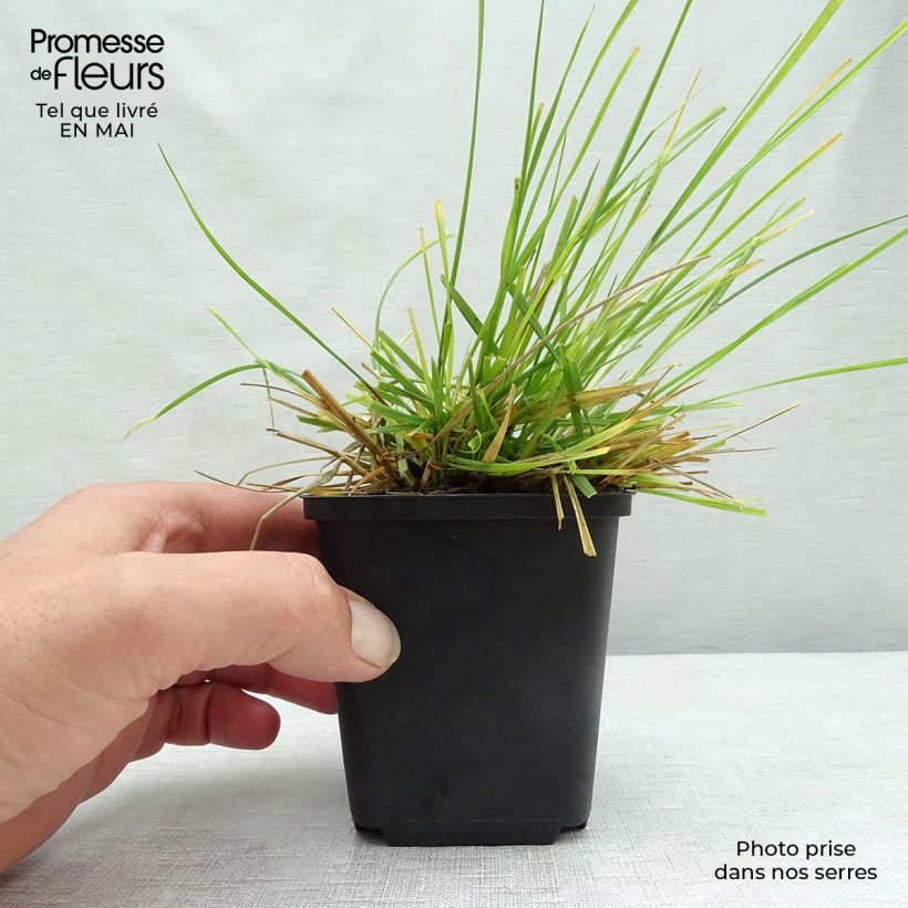 Spécimen de Deschampsia cespitosa Tardiflora - Canche cespiteuse  Godet de 9cm tel que livré au printemps