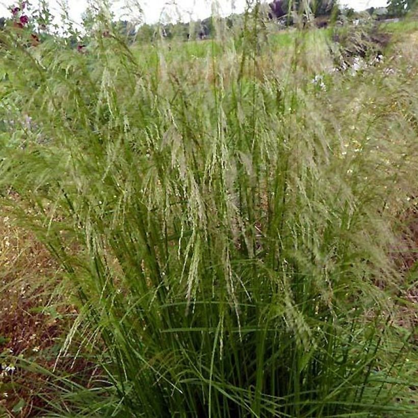 Canche cespiteuse Tauträger - Deschampsia cespitosa (Port)