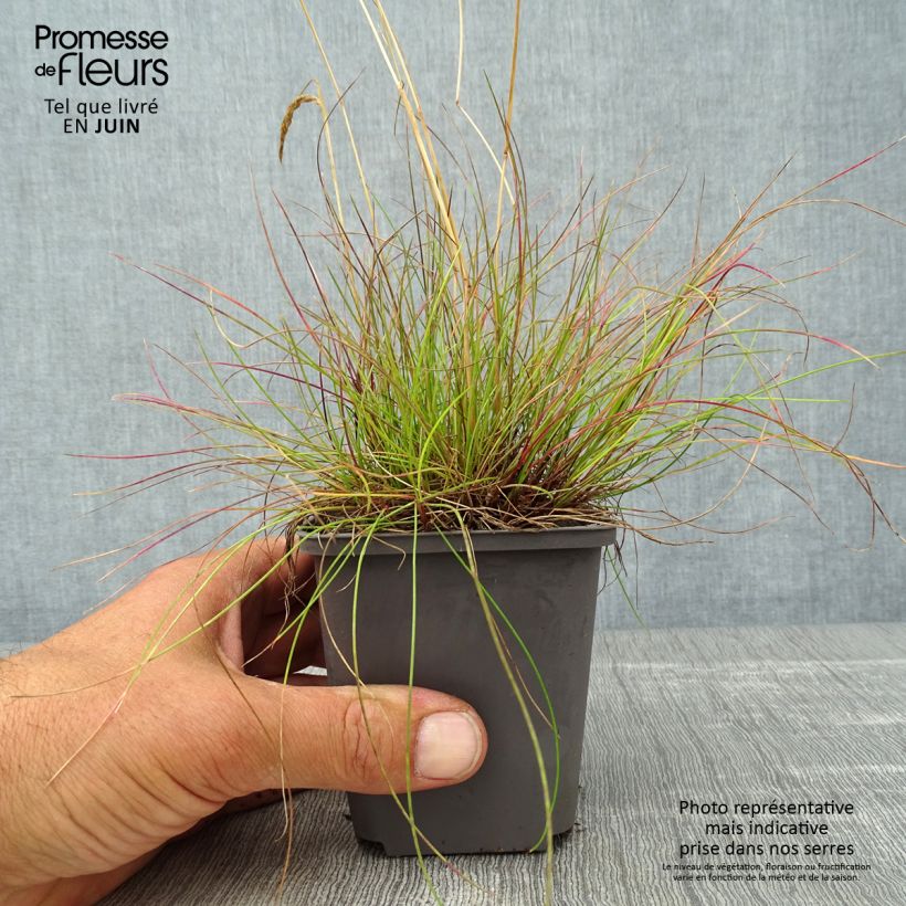Spécimen de Deschampsia flexuosa - Canche flexible, flexueuse Godet de 8/9 cm tel que livré en été