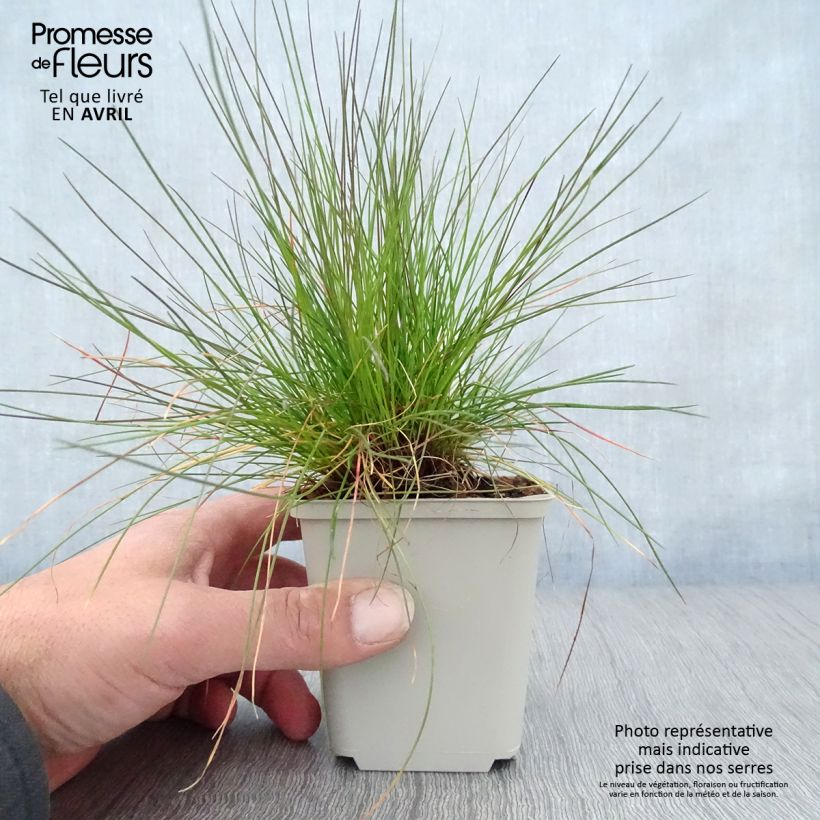 Spécimen de Deschampsia flexuosa - Canche flexible, flexueuse tel que livré au printemps