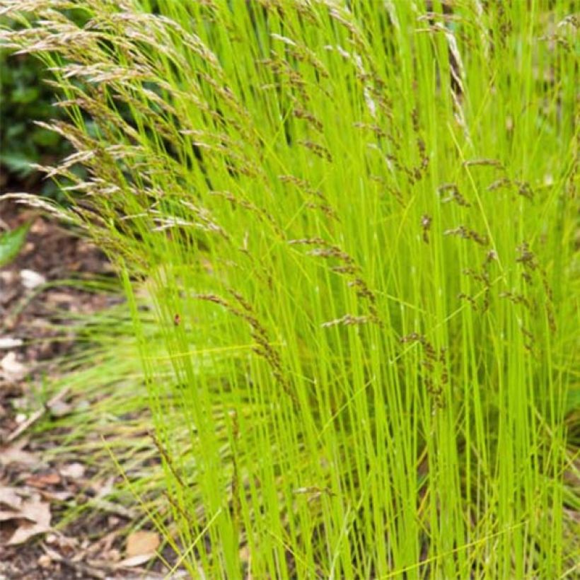 Deschampsia flexuosa Tatra Gold - Canche flexueuse (Feuillage)