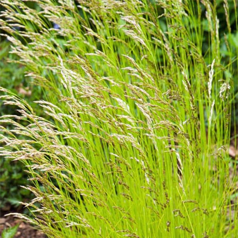 Deschampsia flexuosa Tatra Gold - Canche flexueuse (Floraison)