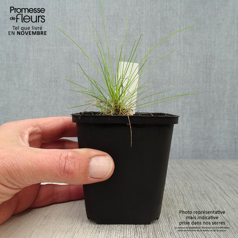 Spécimen de Deschampsia flexuosa Tatra Gold - Canche flexueuse Godet de 8/9 cm tel que livré en automne