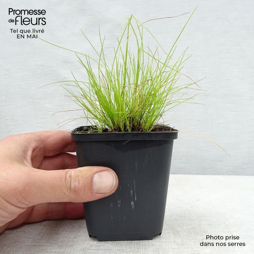 Spécimen de Deschampsia flexuosa Tatra Gold - Canche flexueuse en godet de 9 cm tel que livré au printemps