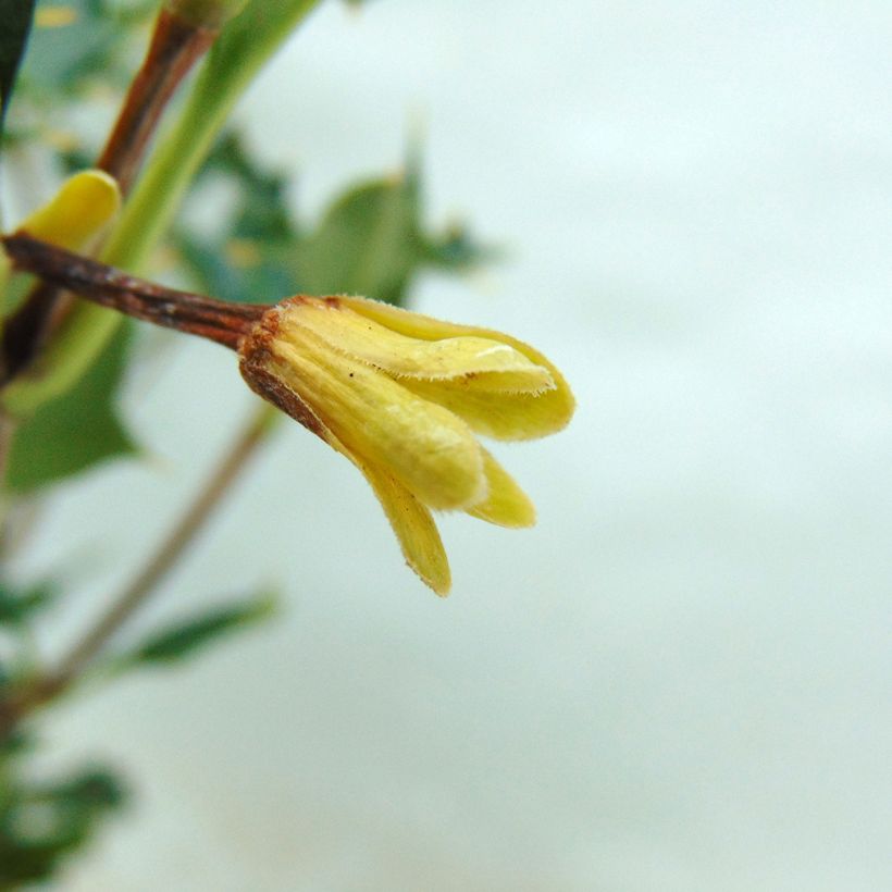 Desfontainea spinosa  (Floraison)