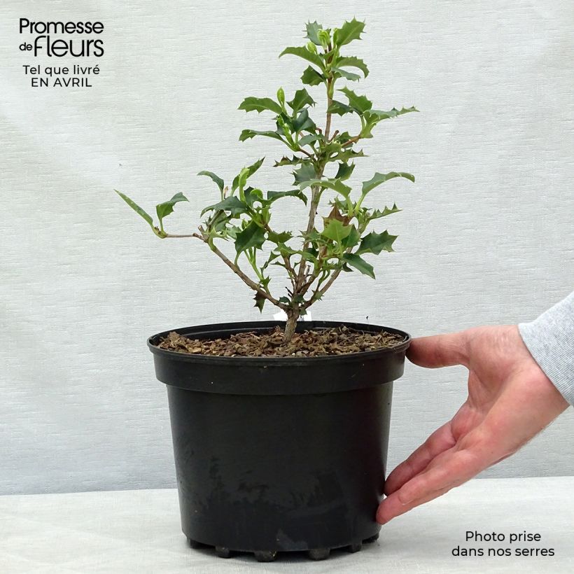 Spécimen de Desfontainea spinosa  Pot de 3L/4L tel que livré au printemps