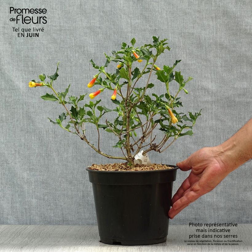 Spécimen de Desfontainea spinosa  Pot de 3L/4L tel que livré en été