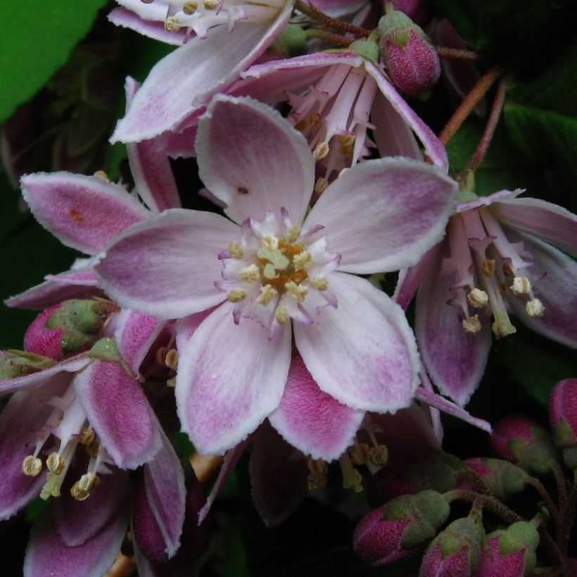 Deutzia Perle Rose - Deutzie (Floraison)