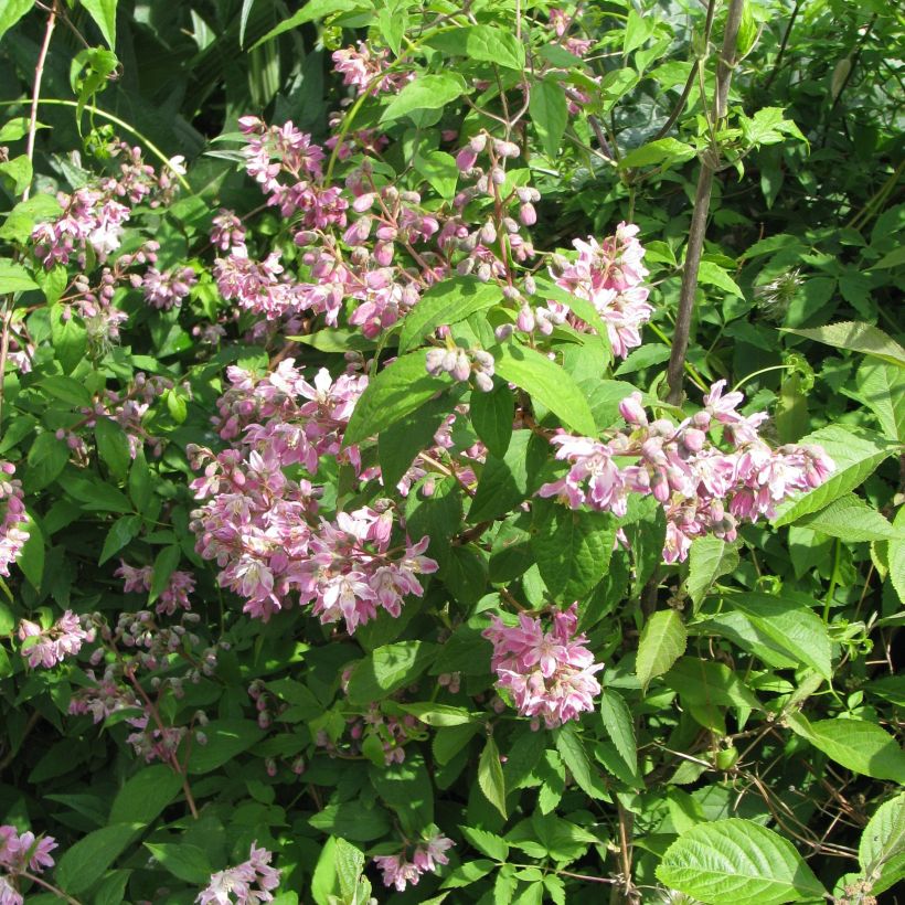 Deutzia Perle Rose - Deutzie (Port)