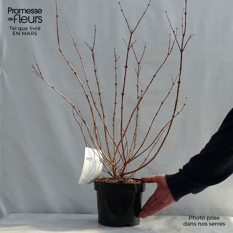 Spécimen de Deutzia Perle Rose - Deutzie Pot de 3L/4L tel que livré au printemps