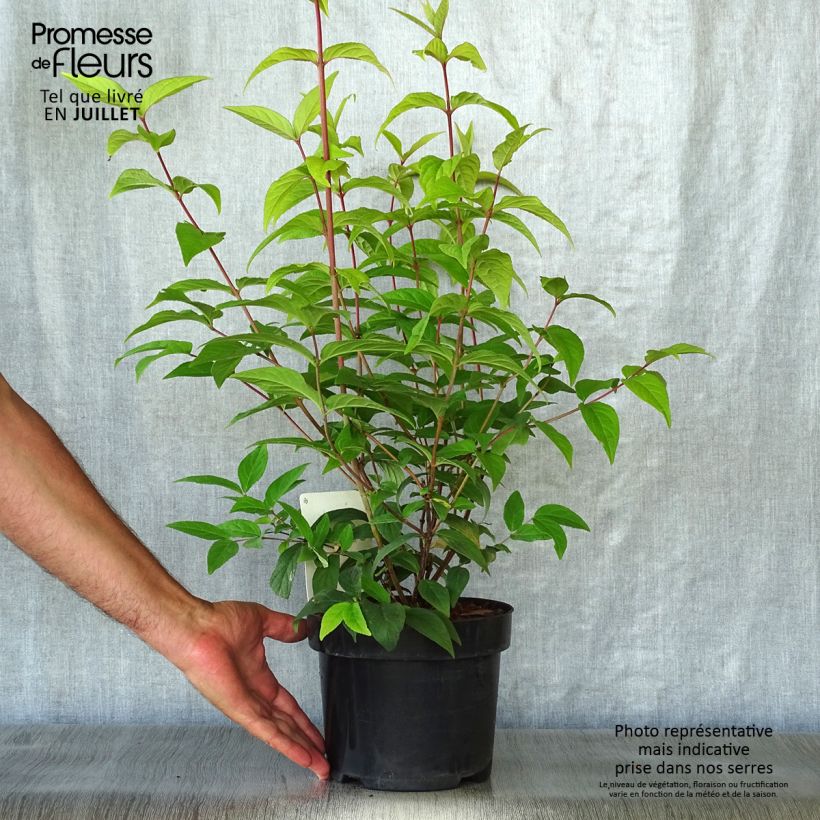 Spécimen de Deutzia Perle Rose - Deutzie Pot de 3L/4L tel que livré en été