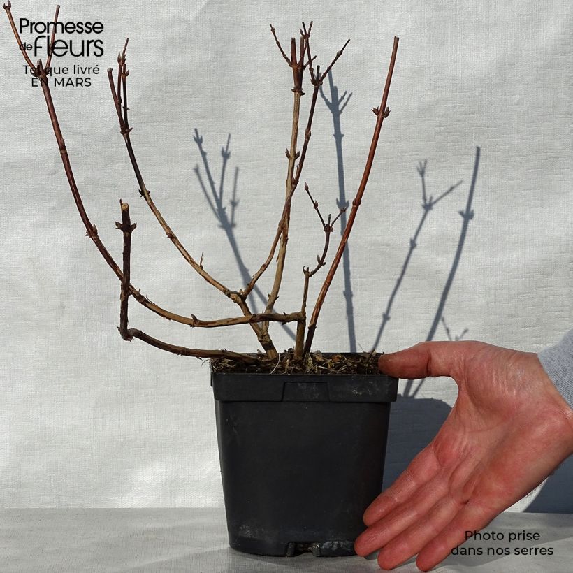 Spécimen de Deutzia Tourbillon Rouge en pot de 2/3L tel que livré au printemps