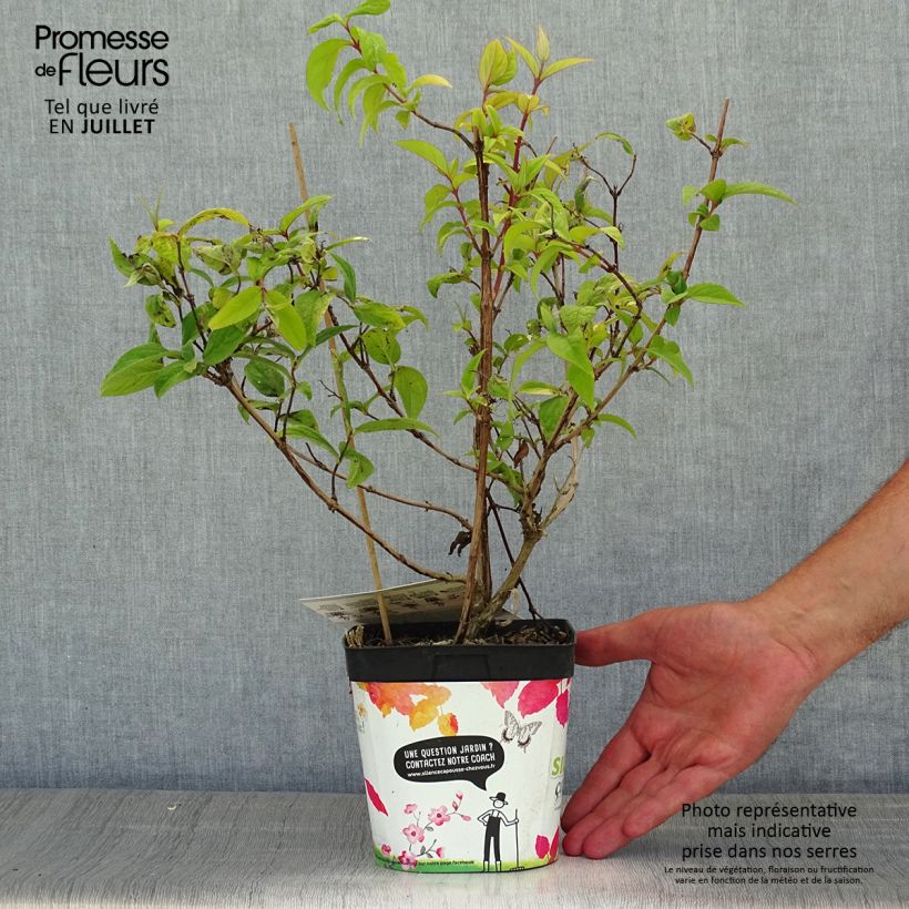 Spécimen de Deutzia Tourbillon Rouge Pot de 2L/3L tel que livré en été