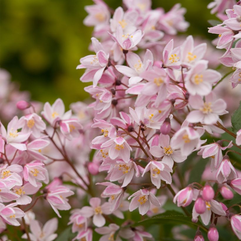 Deutzia Yuki Cherry Blossom (Floraison)