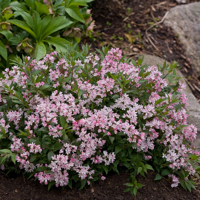 Deutzia Yuki Cherry Blossom (Port)