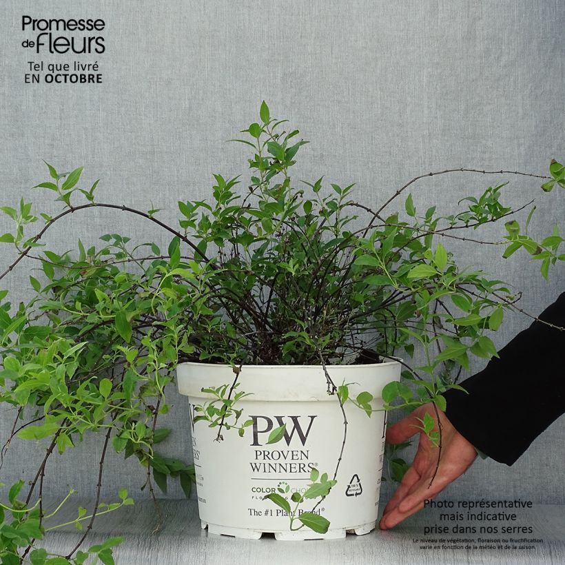 Spécimen de Deutzia Yuki Cherry Blossom Pot de 7,5L/10L tel que livré en automne