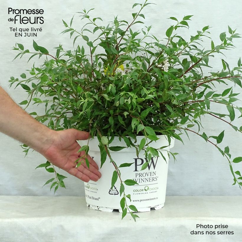 Spécimen de Deutzia Yuki Cherry Blossom Pot de 7,5L/10L tel que livré en été