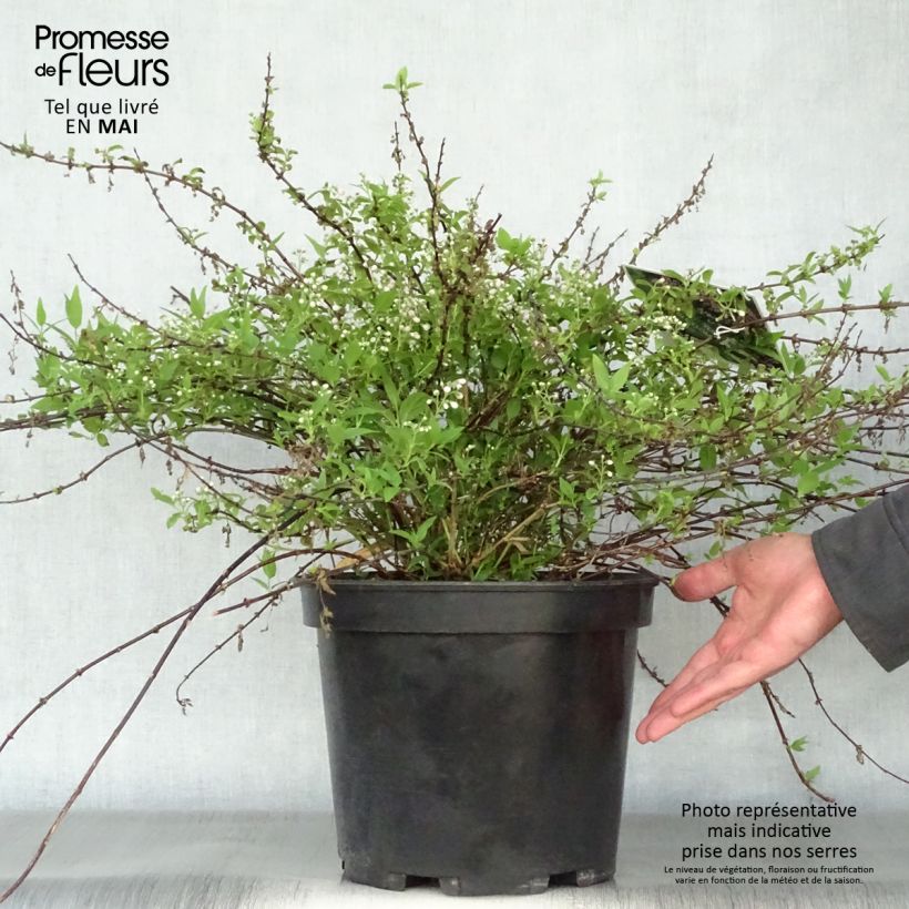 Spécimen de Deutzia Yuki Cherry Blossom en pot de 10L tel que livré au printemps