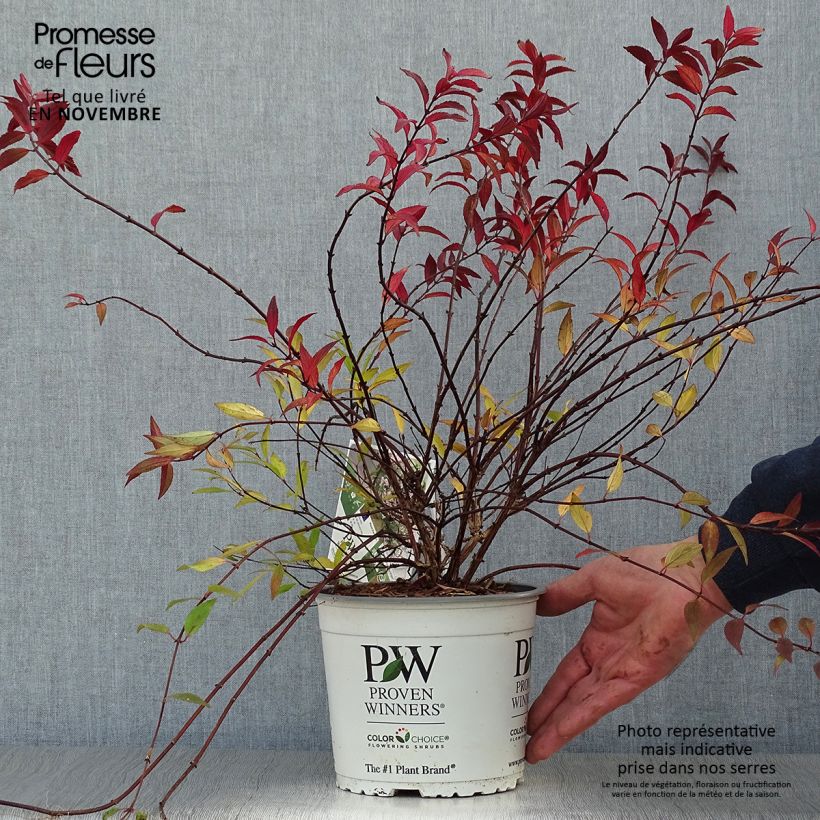 Spécimen de Deutzia Yuki Cherry Blossom Pot de 2L/3L tel que livré en automne