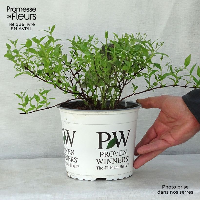 Spécimen de Deutzia Yuki Cherry Blossom en pot de 3L tel que livré au printemps
