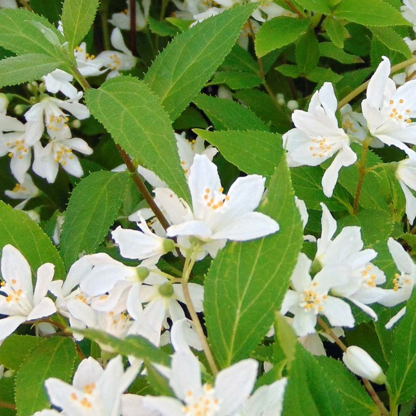 Deutzia Yuki Snowflake - Deutzie (Feuillage)