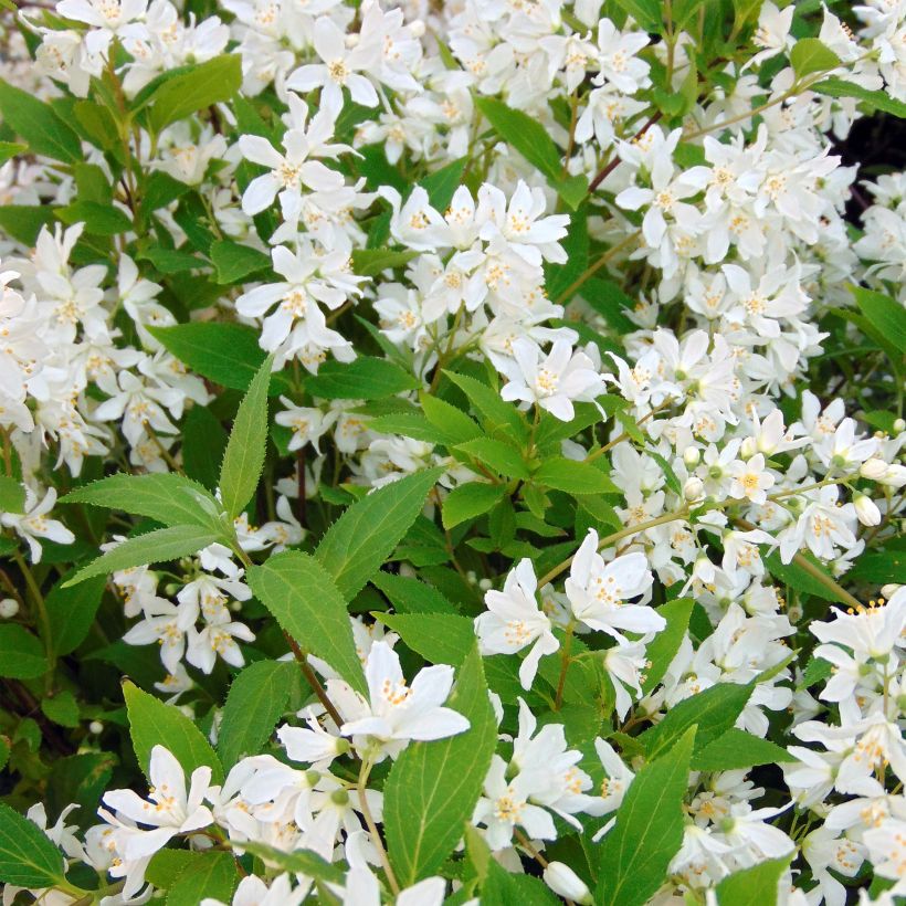 Deutzia Yuki Snowflake - Deutzie (Floraison)